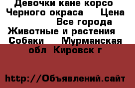 Девочки кане корсо. Черного окраса.  › Цена ­ 65 000 - Все города Животные и растения » Собаки   . Мурманская обл.,Кировск г.